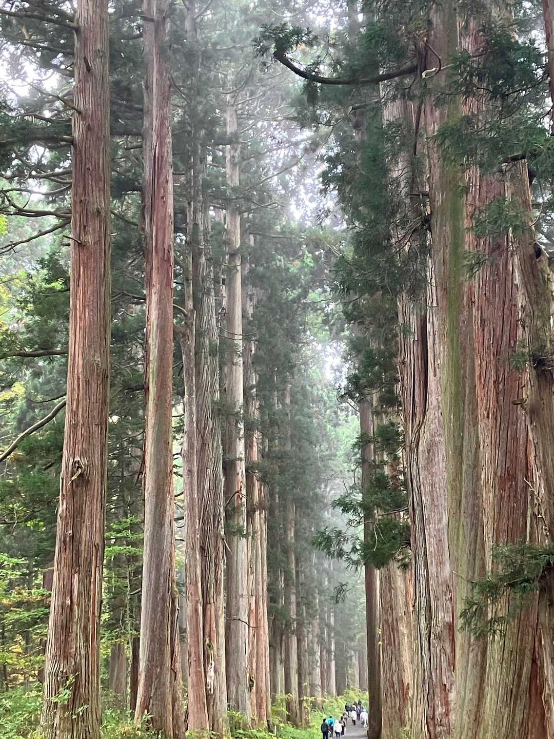 随身門の向こう側は有名な杉並木