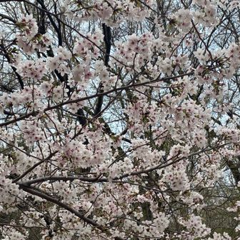 華やか🌸どどイレブン❶❶コンプリート🙌清々しい🥹　かつおさんは何とかギリ4時間台でフィニッシュ✨ハーフ過ぎてから脚が攣り大変だったみたいですが、初めてのフルマラソンで完走した事は誇らしい👏