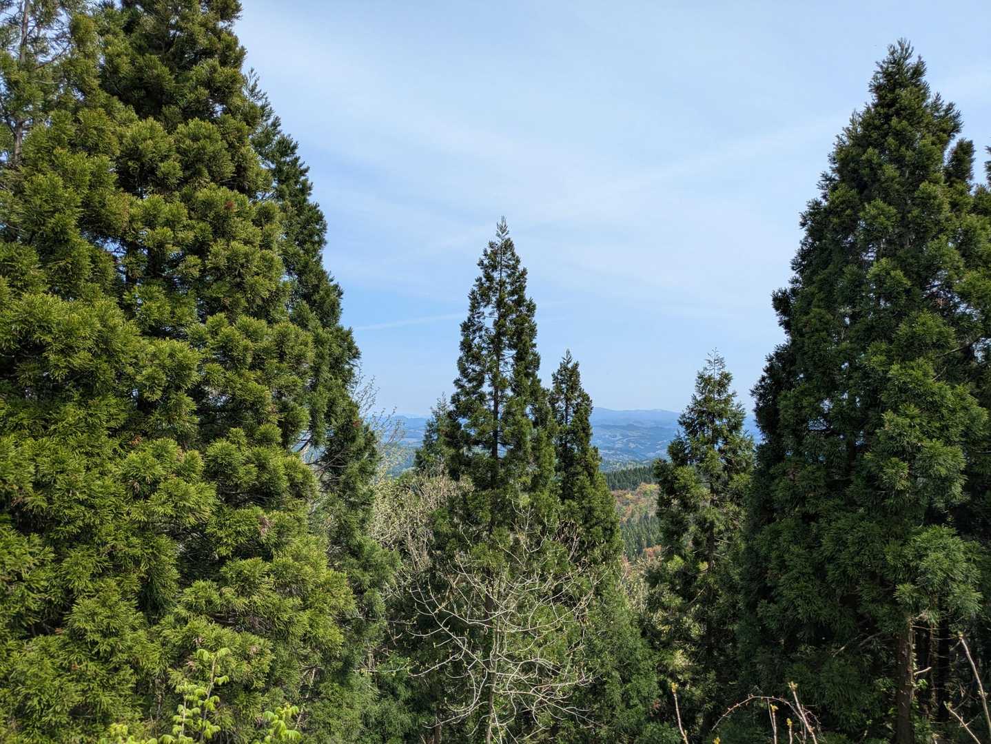 山頂からの眺め