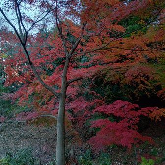 紅葉🍁💛も見納めかも～