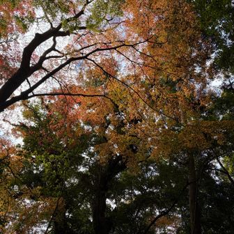 ちょっと紅葉🍁