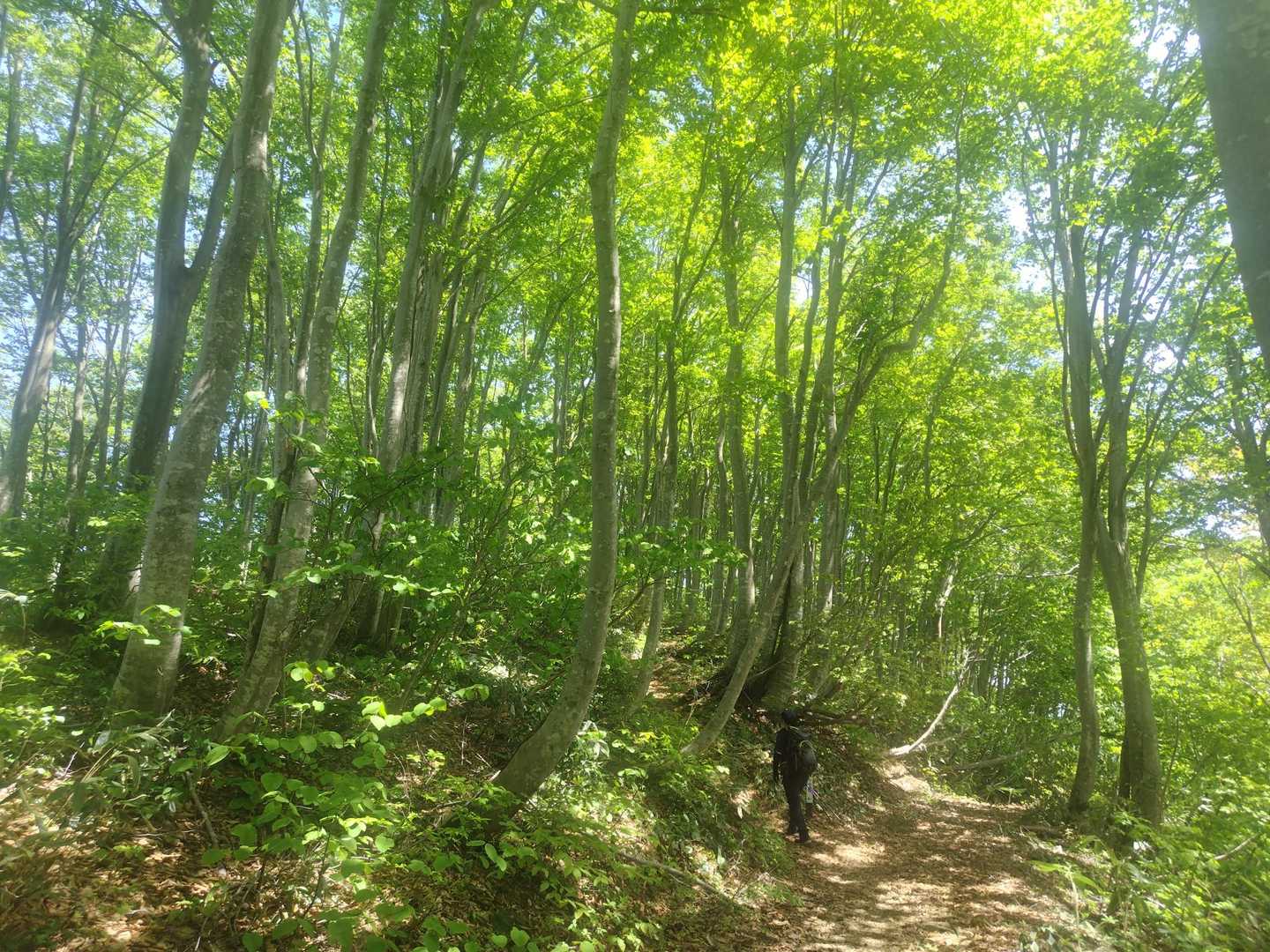 ブナの新緑が眩しい