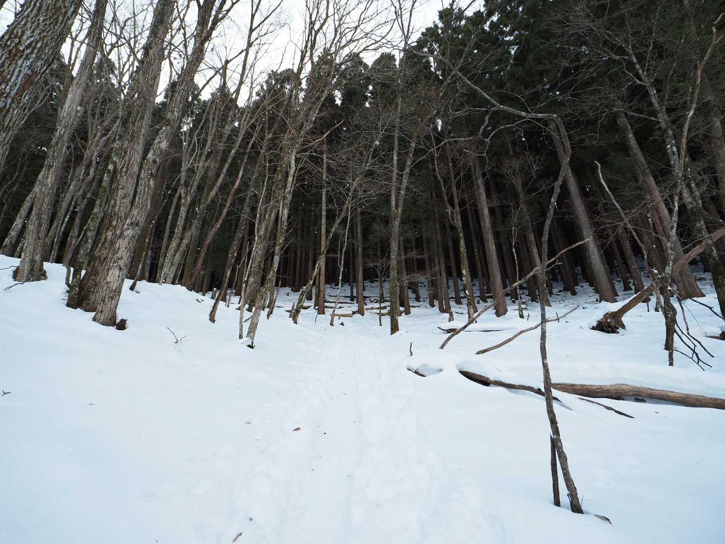 三嶺 往復コースの写真