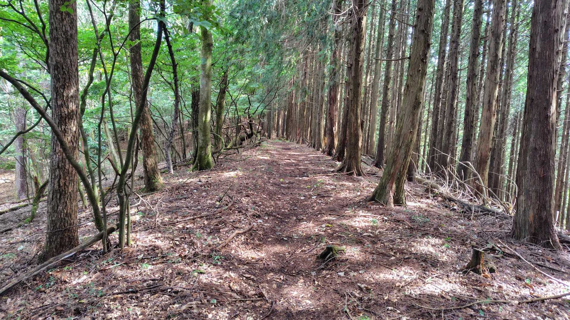 尾根道が長い😅