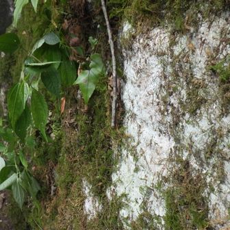 水無登山道の左側は石灰岩です。
