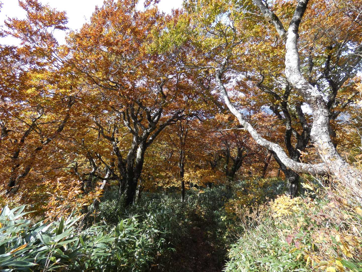 安達太良山トレイル50Kの写真