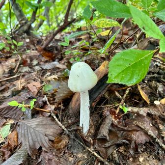 一本の白いキノコ発見　毒キノコ？