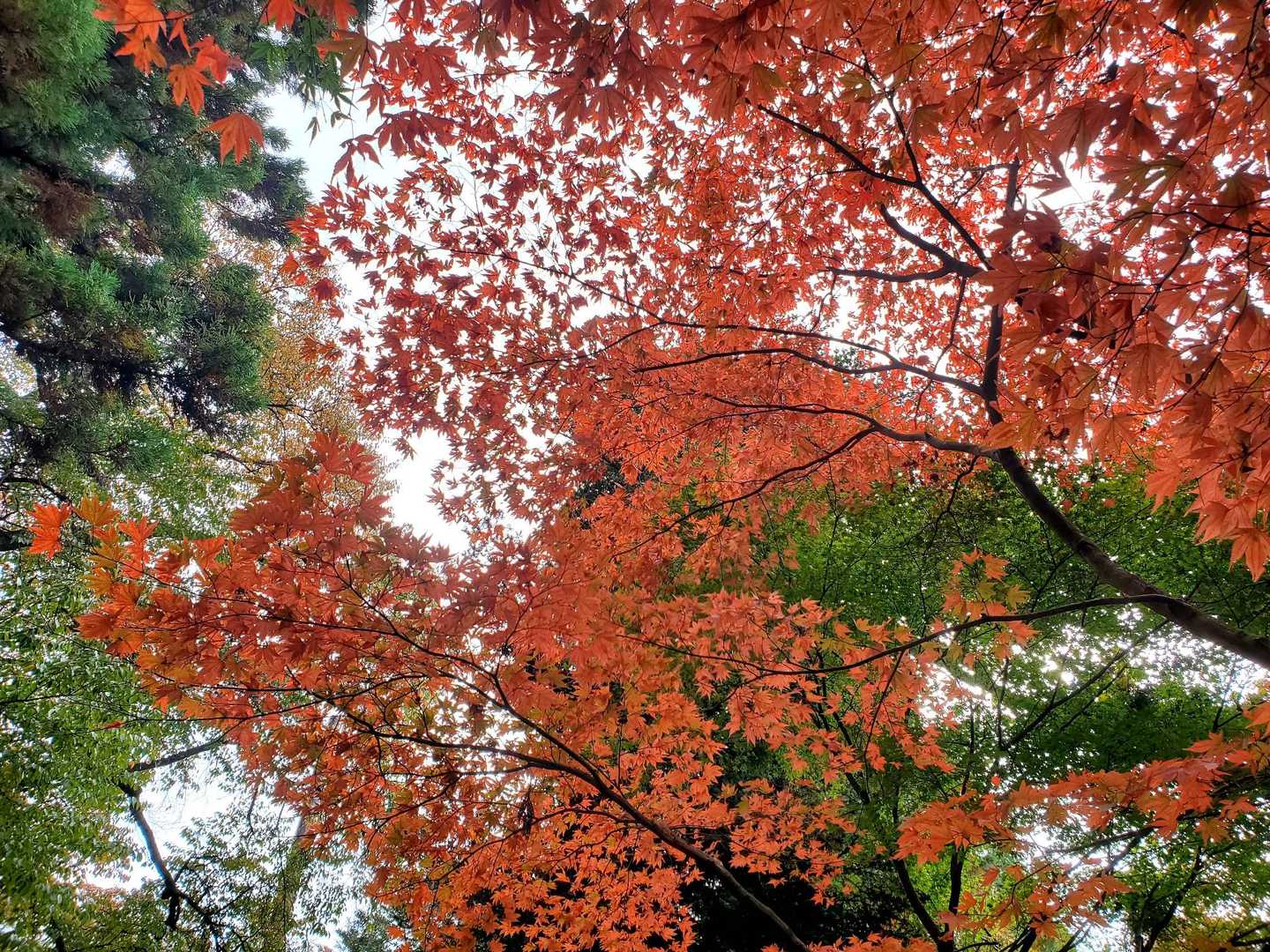 ここの紅葉も、すばらしい✨✨✨