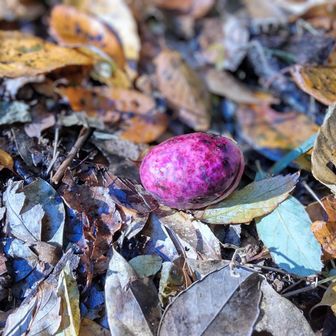 ムベの実♬
落ちていました😃