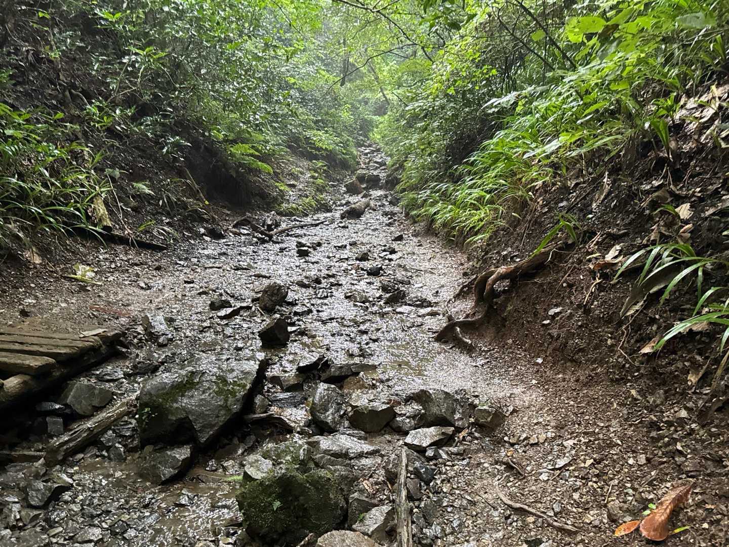 登りは6号路。途中から雨☂️が降ってきて、初めて傘を差しながら登りました。
観光系の方はかなりの割合で傘を差して歩いてましたね。

傘差して山も楽しき緑雨かな　　米酢