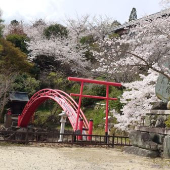神呪寺の桜