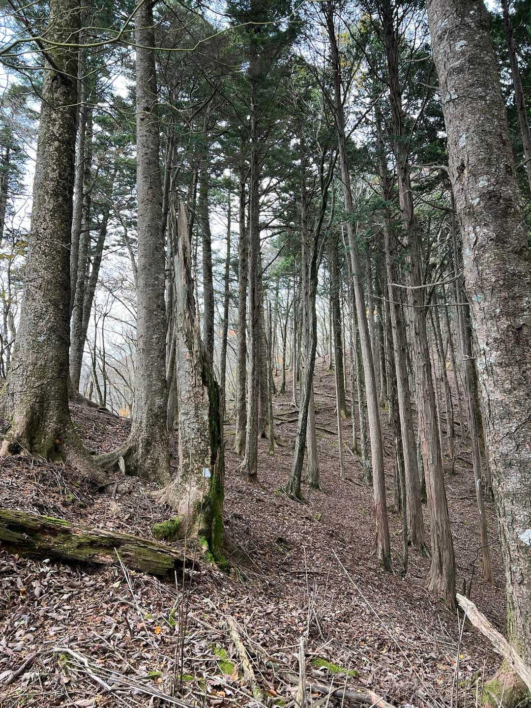 綺麗な尾根