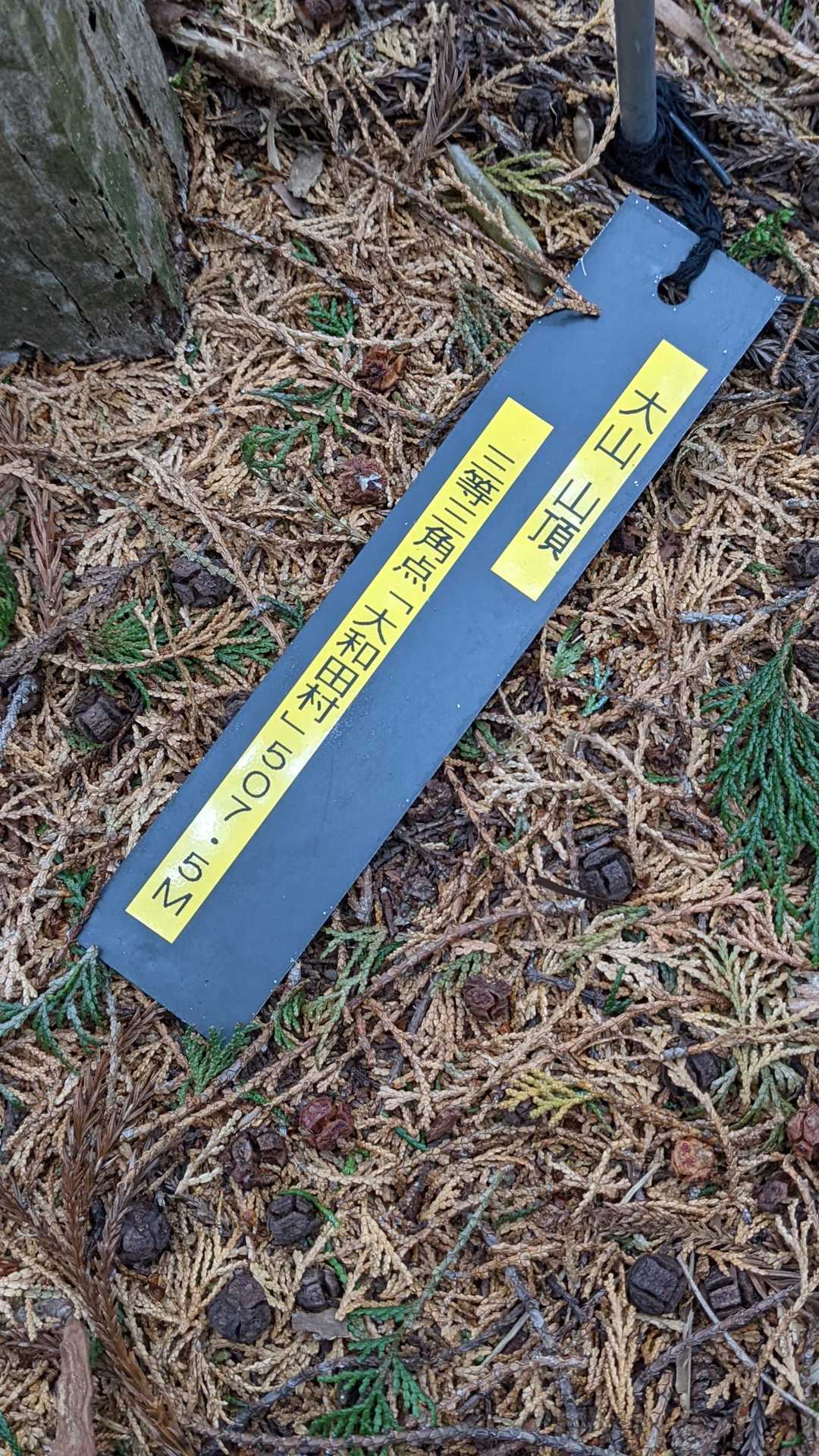 標高507。