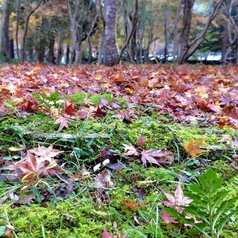 仏通寺の紅葉は終わっていました😥