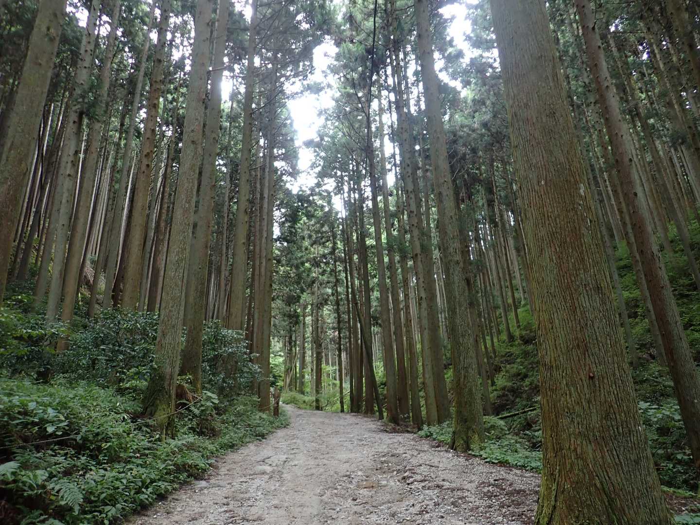 林道から涼し～い