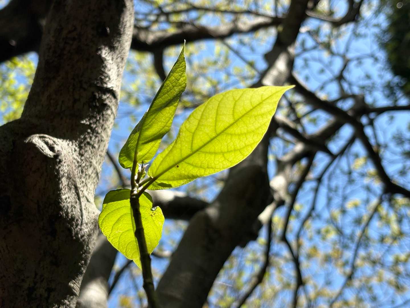 透き通るように葉を走る維管束。
我が家の植物たちも若葉が増えてきて嬉しい。