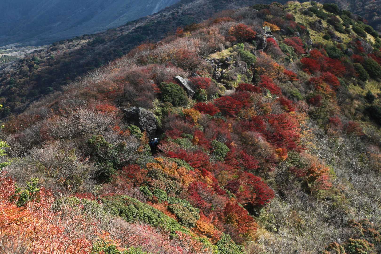 紅葉の中を歩く山ノボラーさん。