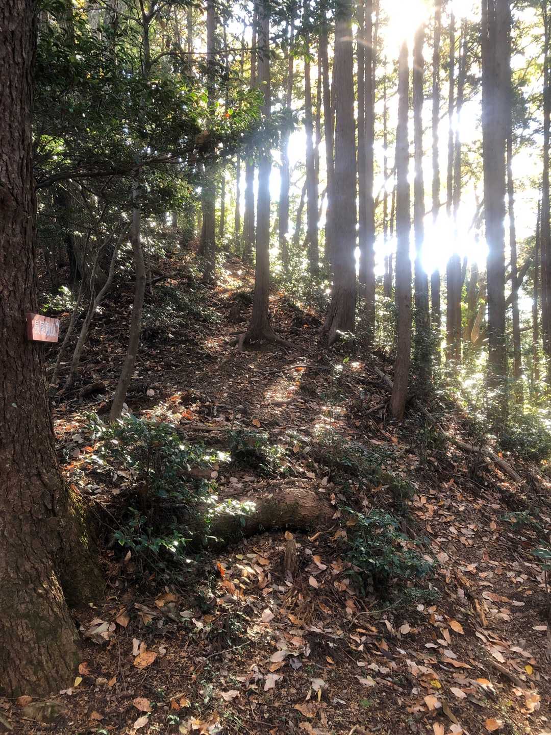 長尾根山からYAMAPレポによると道迷い注意でした。左手の木に長尾根山への表示があります。山頂へはここを登りますが山頂から迷いやすいみたいです。ここまで戻ってきて右手に巻道みたいな道があるのでそちらへ行くのが正解です。