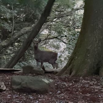 男坂登り始めたらすぐに遭遇。