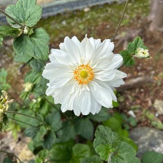 七番札所　法長寺の八重咲の秋明菊