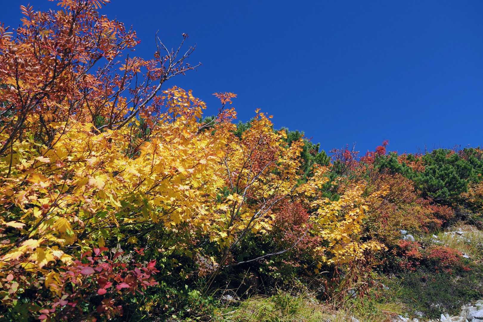室堂登山口-別山-室堂バス停 往復コースの写真