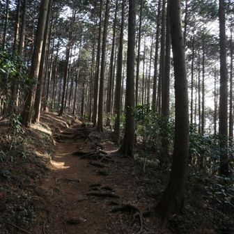 杉木立の道が気持ち良いです！