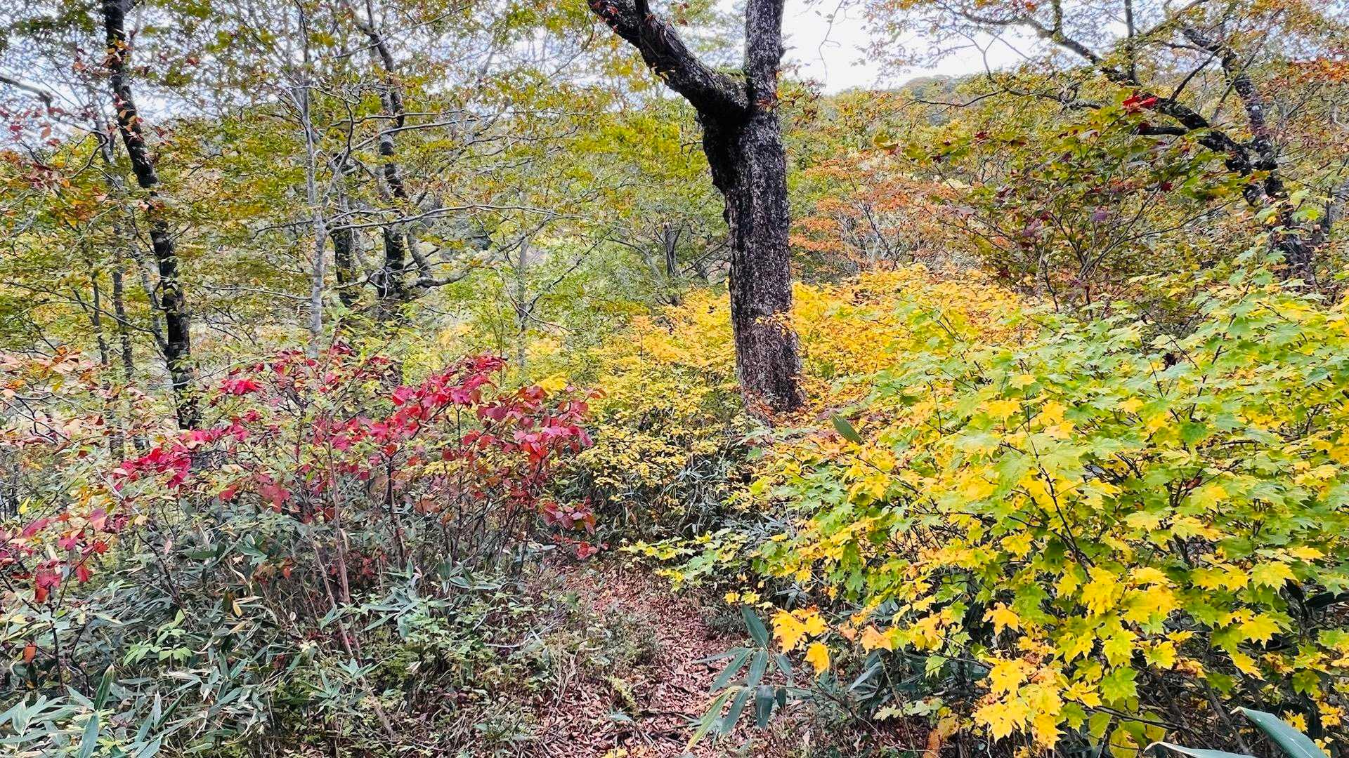 大釜温泉登山口-烏帽子岳 周回コースの写真