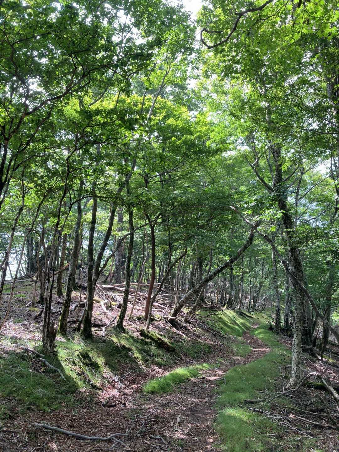 この辺りは快適な山歩き。涼しい。