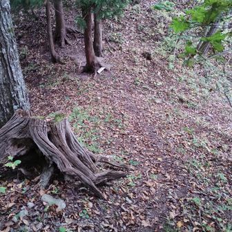 分岐？帰りは、このコルから北側へ直接平尾根で下ります。登山口の案内看板を見るとこが北コース登山道みたいです。