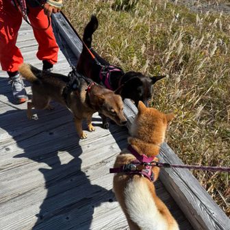 甲斐犬と柴の２ワンズに会いました。「こんにちは！いってらっしゃい！」