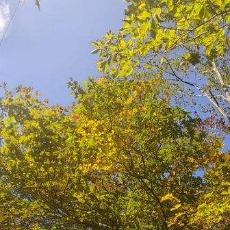 黄葉💛
やはり、紅葉時期は特に青空ないと💙