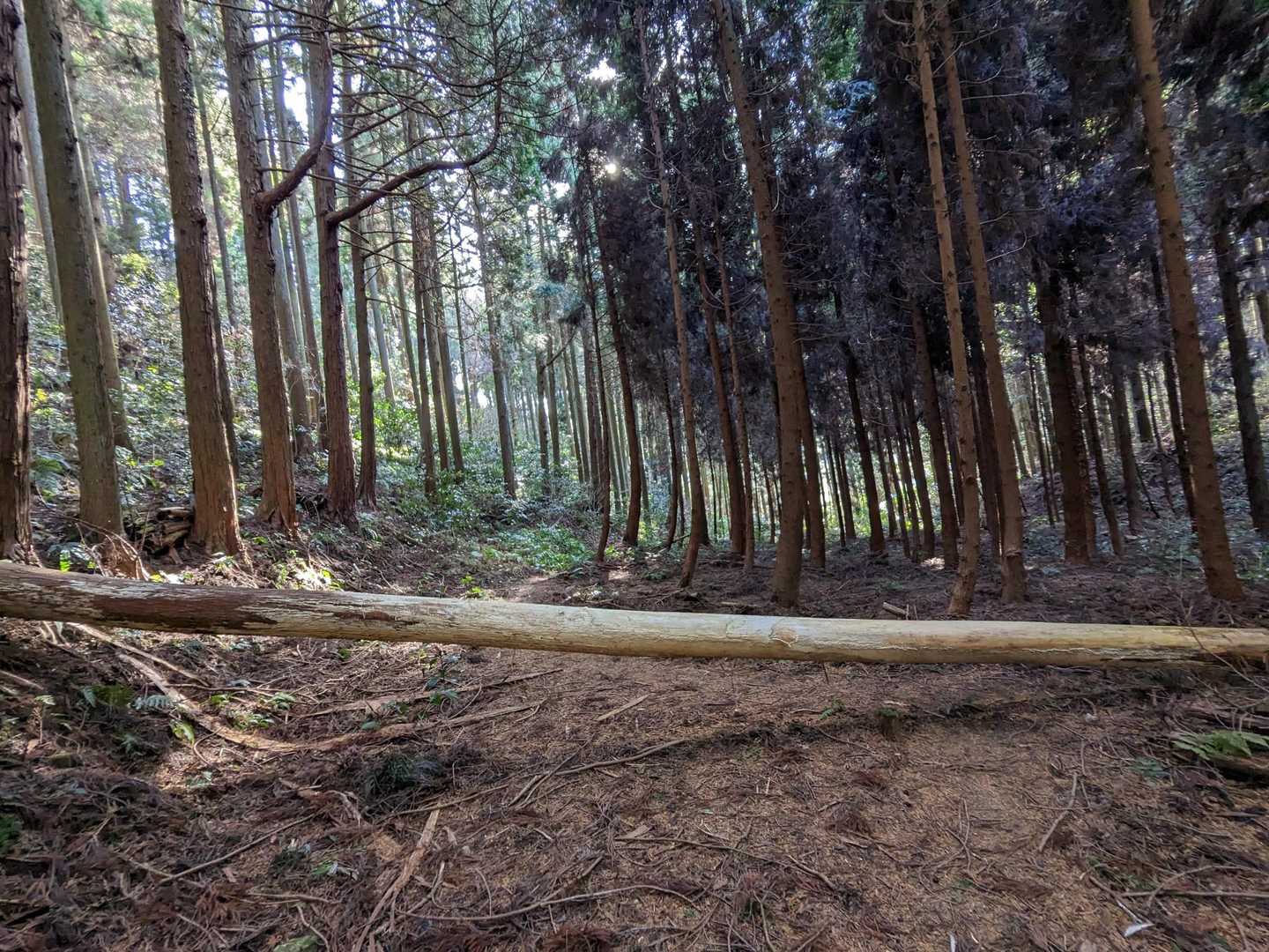 倒木あり〼