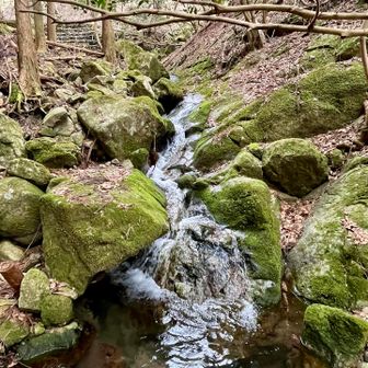 苔が鮮やかなグリーンになってきました💚