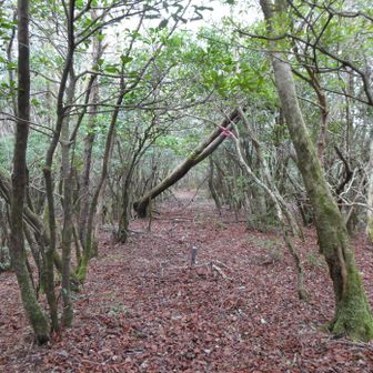 元来た道を下山します