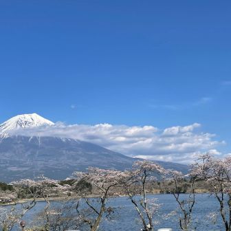 ゴール　田貫湖まで　お花見🌸日和