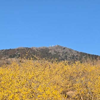 筑波山とロウバイ🌸