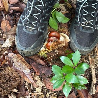 🌰🌰🌰
虫も🐛　食ってないので　食べれますよ😙