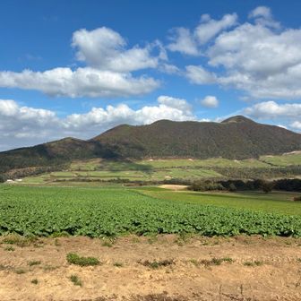 大根畑が登山道のすぐ横に広がってます。