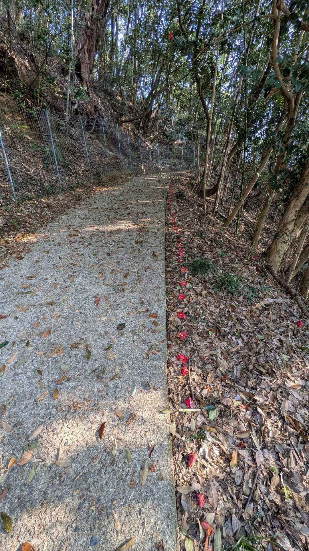 阿坂城跡登山者駐車場🅿️
～Star☆T
どなたかが椿並べられたのかな‎⌣̈👍🏻 ̖́-‬