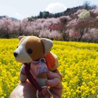 候補としてはちびさくらさんも