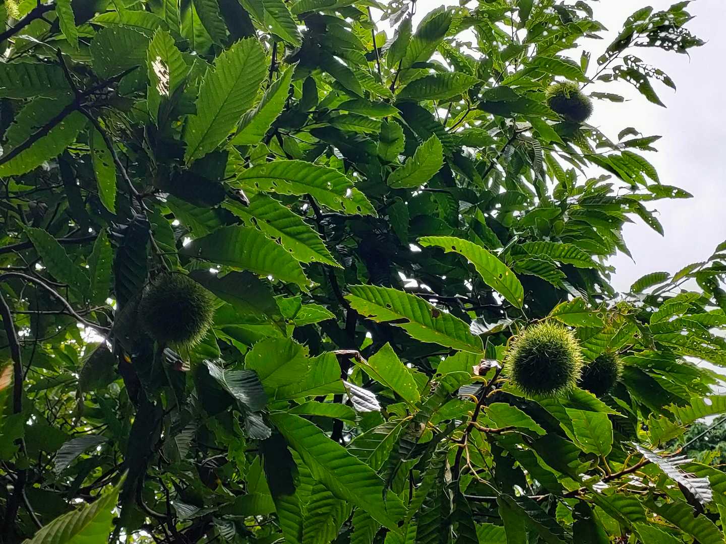 🌰が実ってる…
地面にもたくさん落ちてるが、イガだけで中身なし…
動物か人間の仕業か…