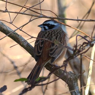 ホウジロ
男の子です