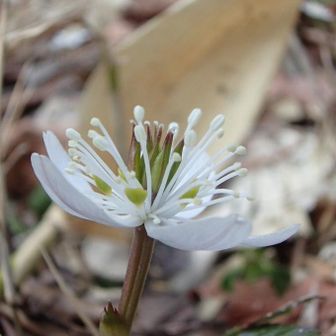 寄ってみると中央部分に緑のぷっくりしているものが確認出来ます！