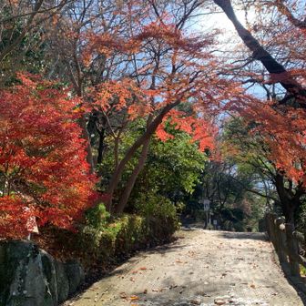 ！！ここにもまだ🍁🍁