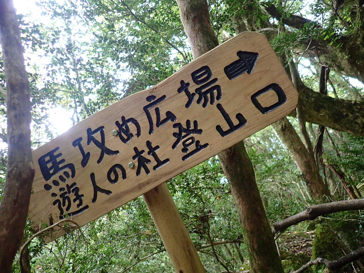 古処山 | ツゲの原始林と渓谷が魅力。運が良ければニシキキンカメムシとの出会いもの写真