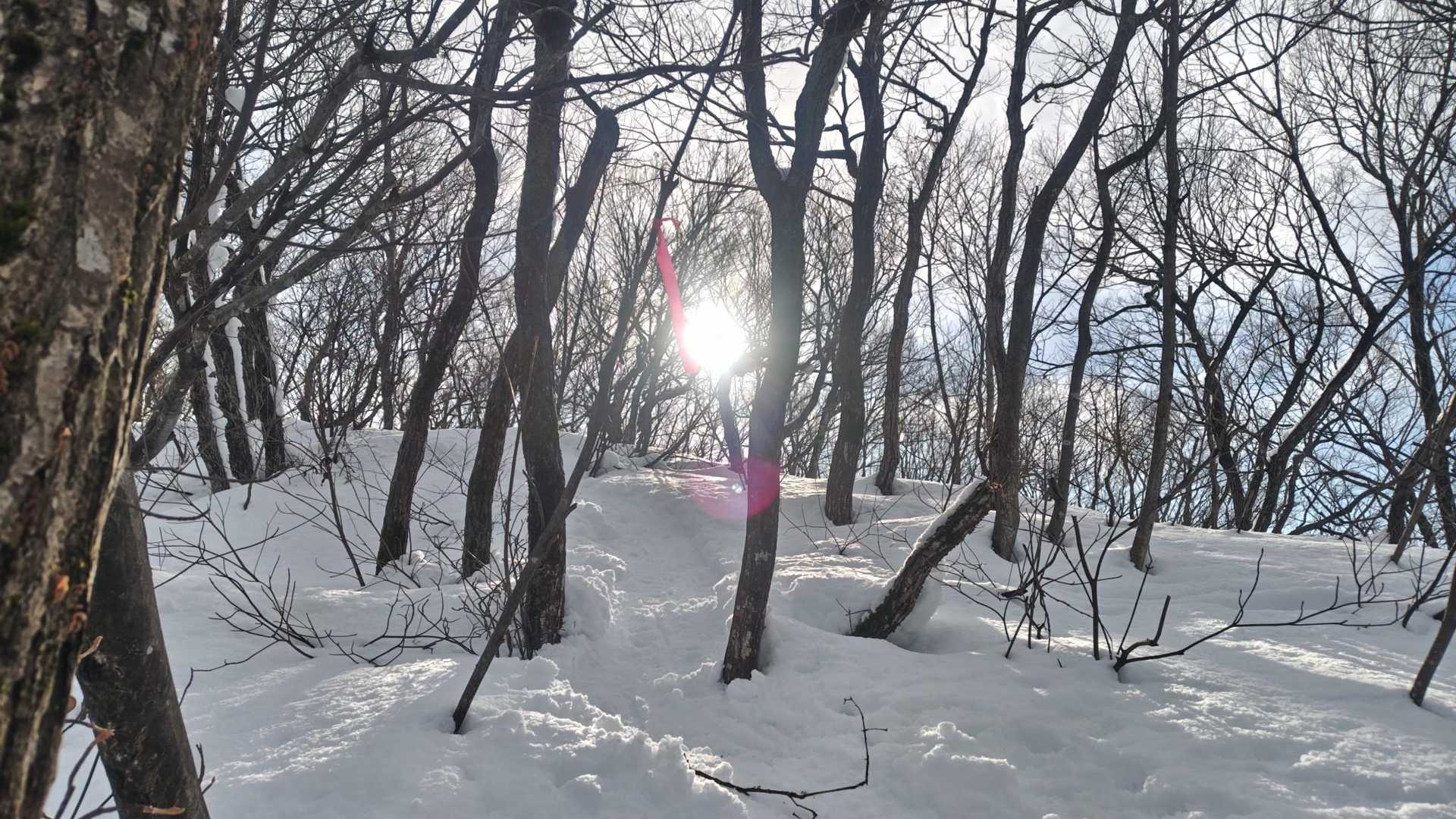 おぢゃ〜る-山本山 往復コースの写真
