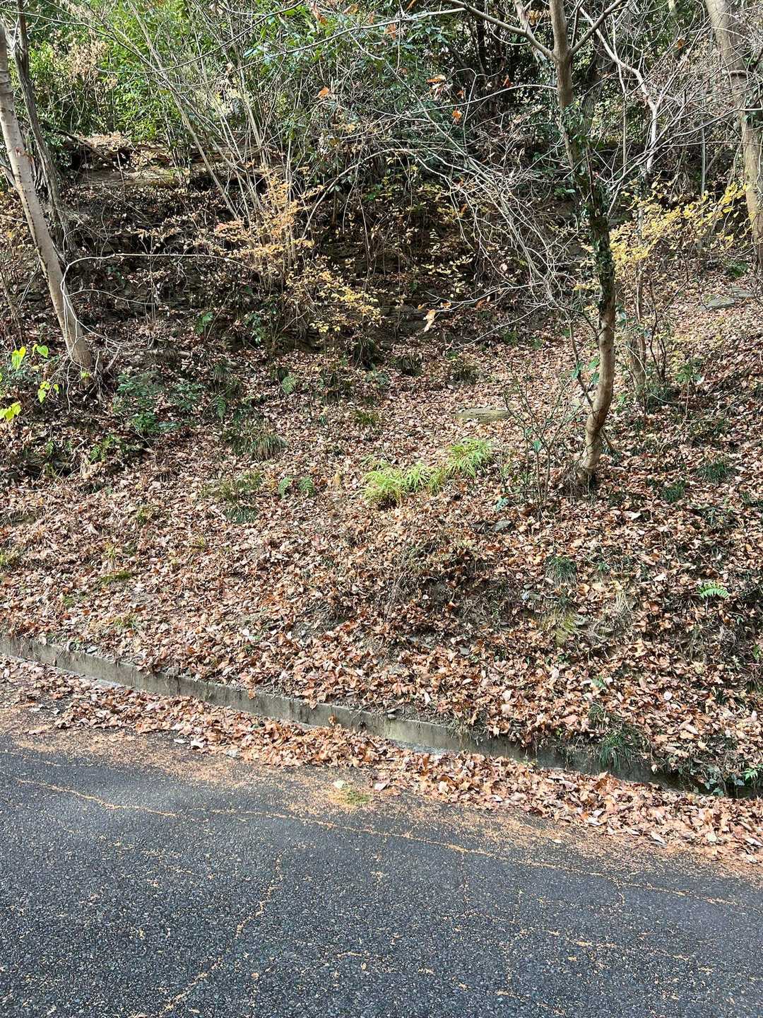 道路に降りて来た所