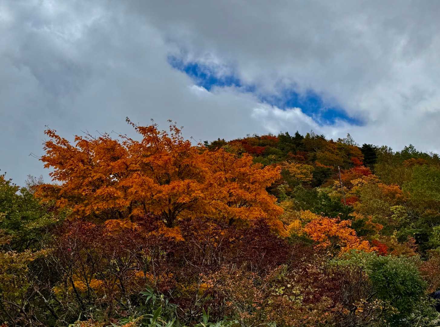 🍁