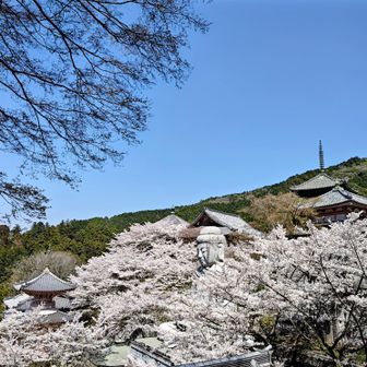 「桜大仏」大仏様が🌸の海に浮かぶこの景色が見たかった😄