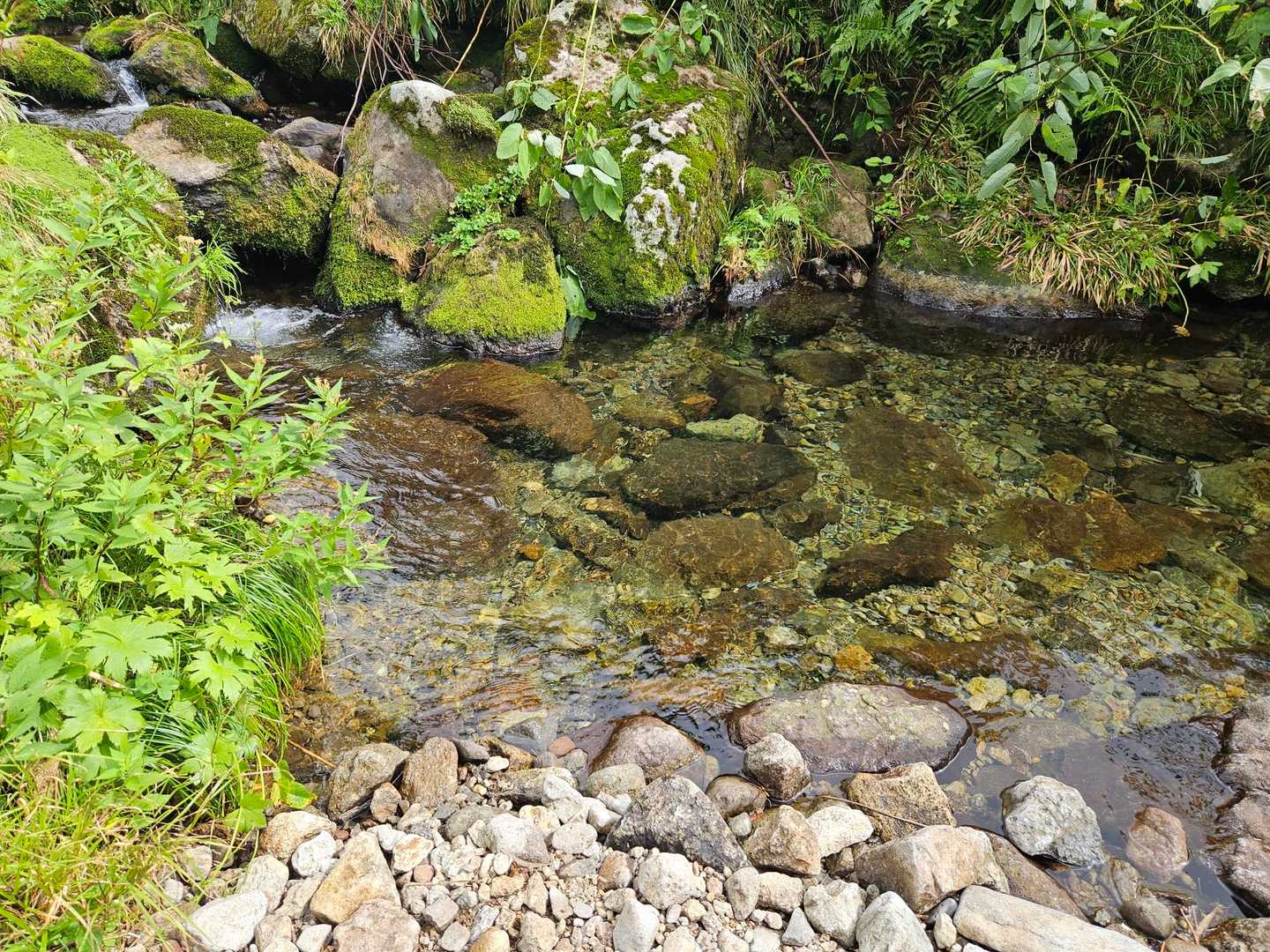 ここ！最高ですよ🐸冷たくて気持ちいい♫